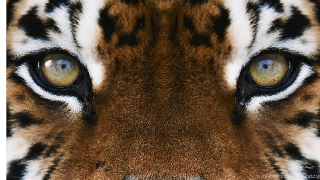 Tiger Dangerous Eye HD Wallpapers