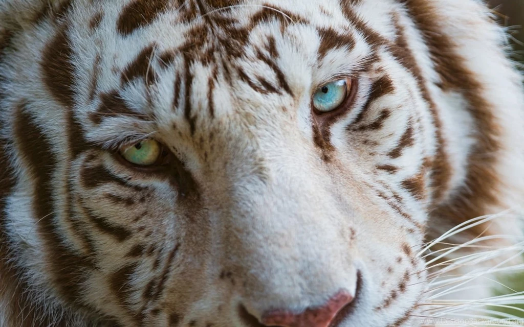 White Tiger Eyes HD Desktop Wallpapers : Widescreen : High ...
