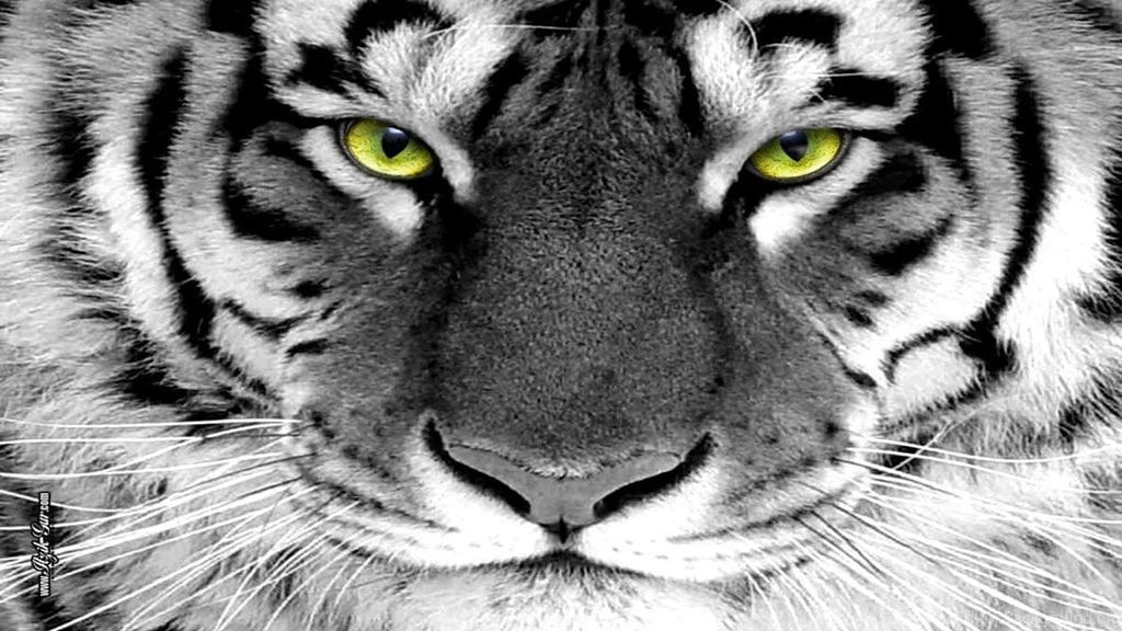 White Tiger Wallpapers Free