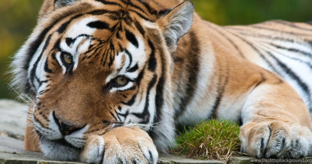 Tiger Eyes Wallpapers 4K (4096x2160) Resolution Wallpapers HD Pub