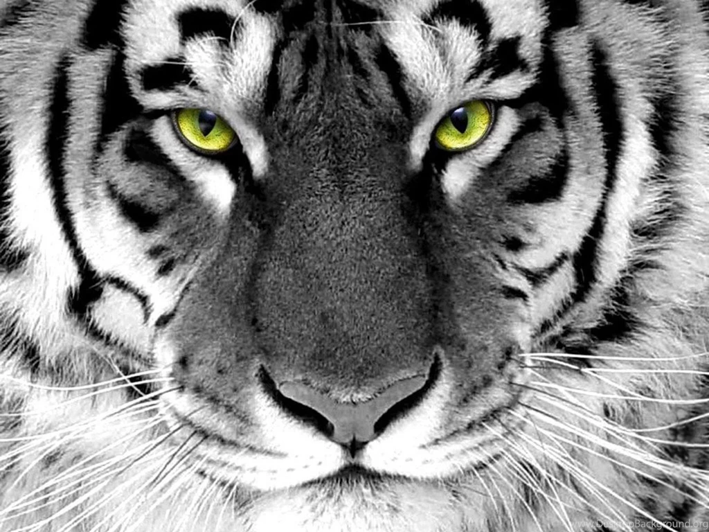 Top Download Tiger Eyes Green Images For Pinterest
