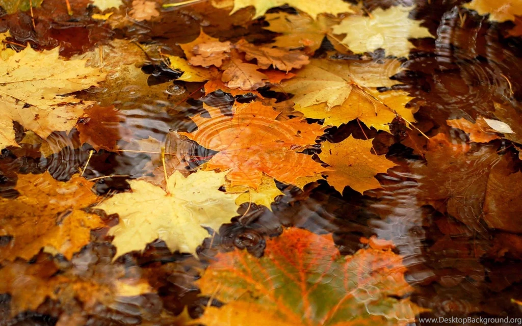 Autumn Desktop Backgrounds
