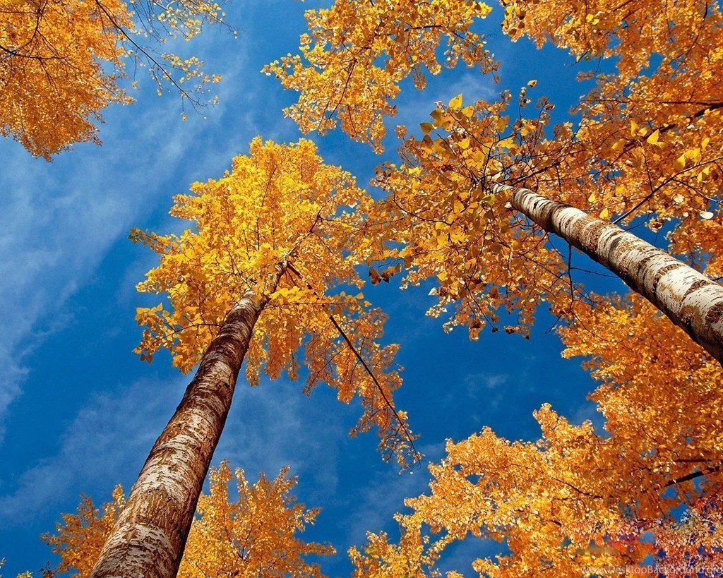 Cool Fall Wallpapers For Desktop Images