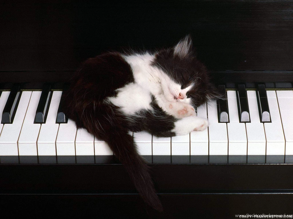 Download Black White Cat And Piano Wallpapers