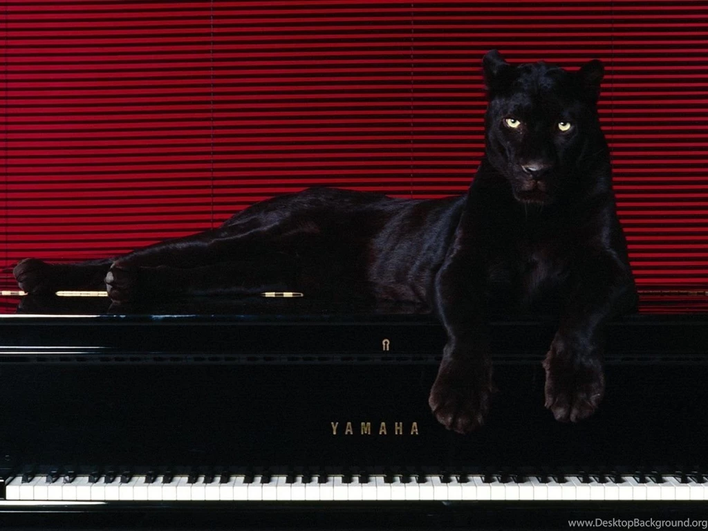 Download Big Cat On Grand Piano Wallpapers