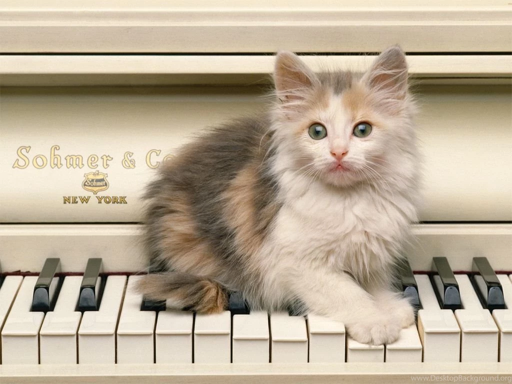Cute Kitten On A Piano PowerballForLife