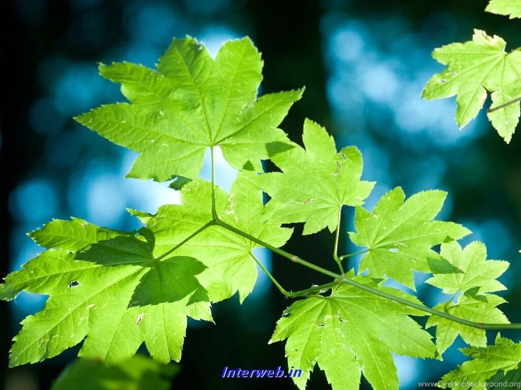 Nature Abstract Wallpapers