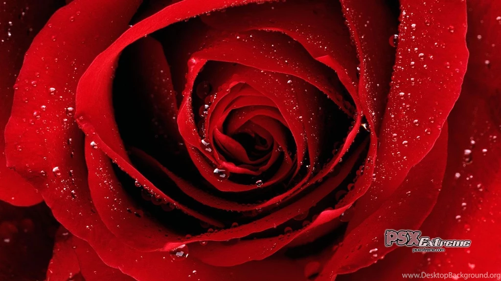 Red Roses Red Wallpapers (34512785) Fanpop