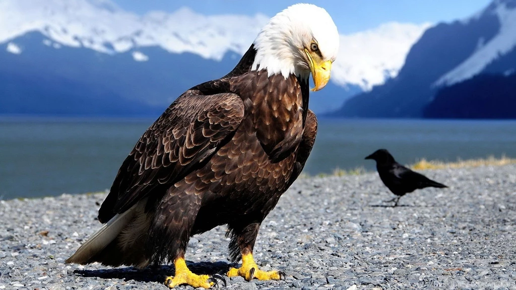 Bald Eagle Desktop Wallpapers