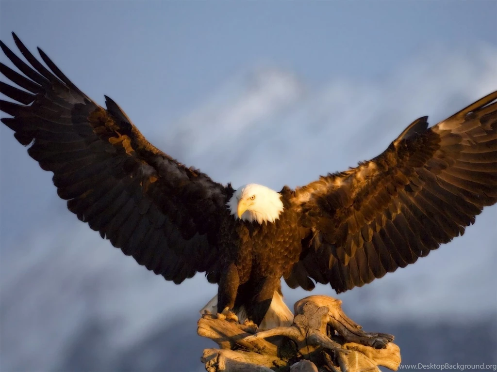 Eagle