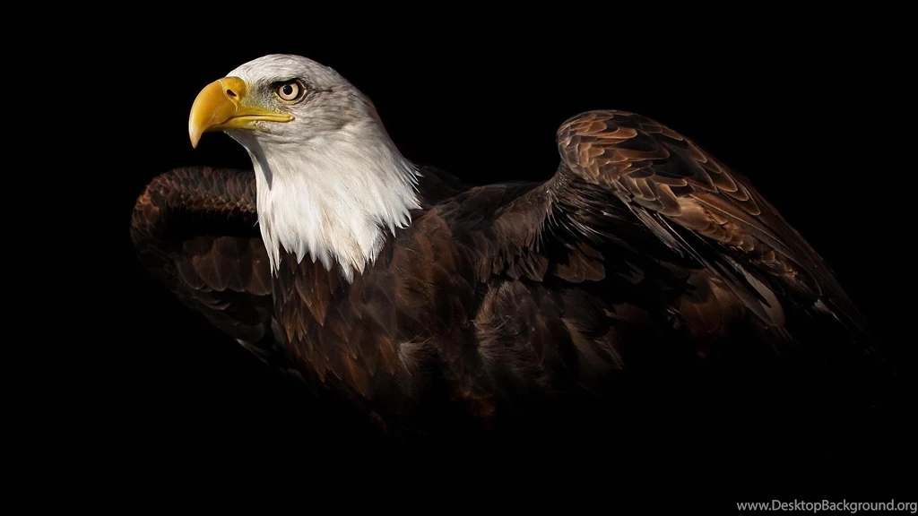 Bald Eagle Desktop Wallpapers