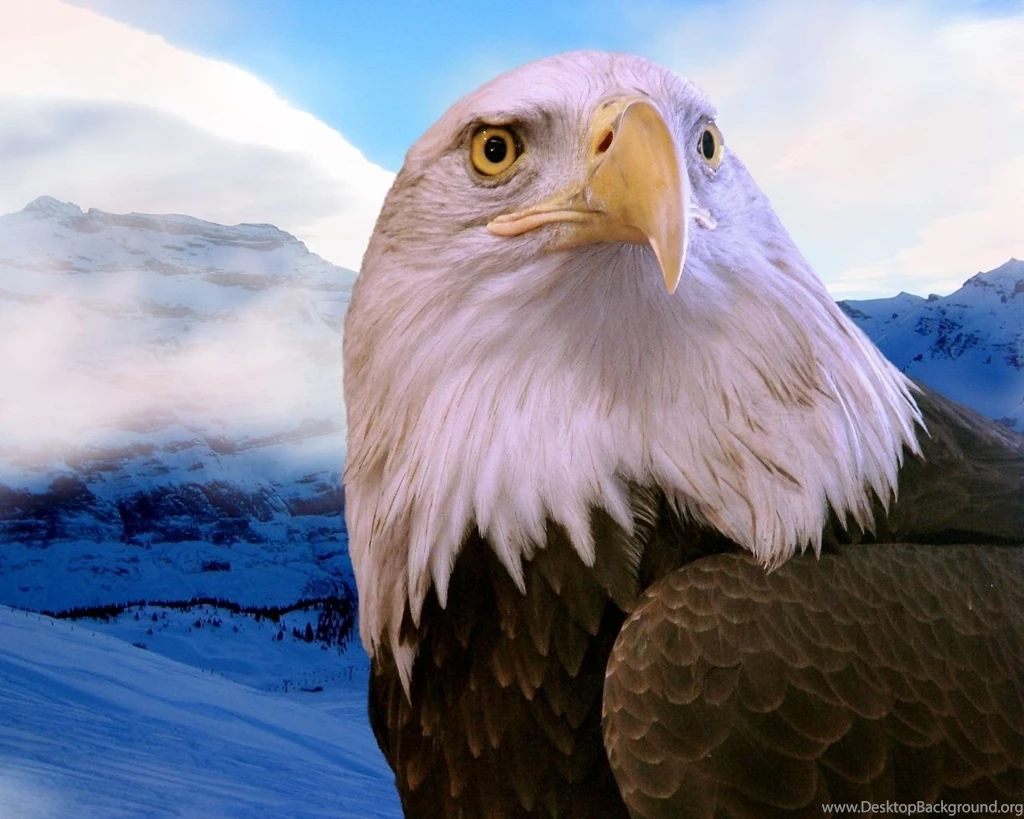 Bald Eagle HD Wallpapers , New Wallpapers, New Wallpapers