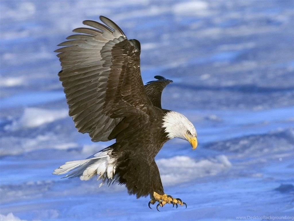 Bald Eagle HD Desktop Wallpapers