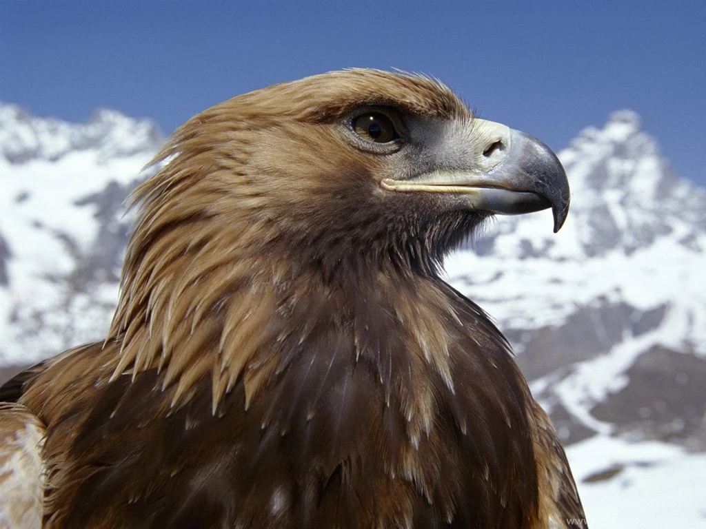 Bald eagle