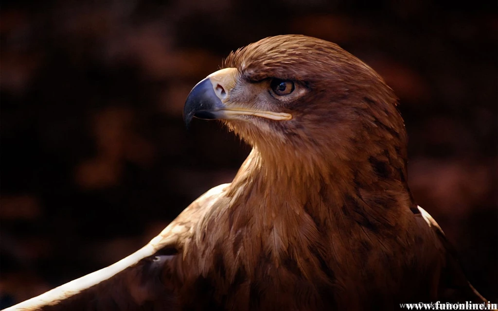 Eagle Wallpapers, Brown And Harpy Eagle Wallpapers For Desktop