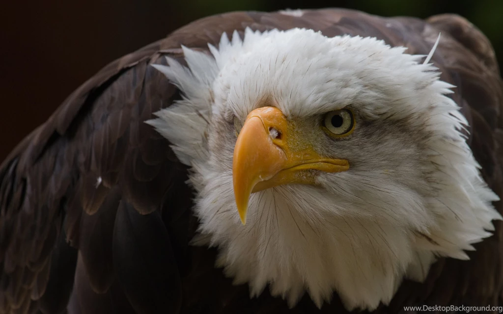 Bald Eagle Desktop Wallpapers 14509