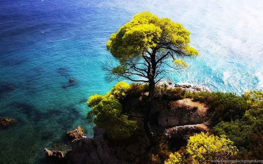 The Blue Sea Side Stands A Tree On The Cliff Wallpapers