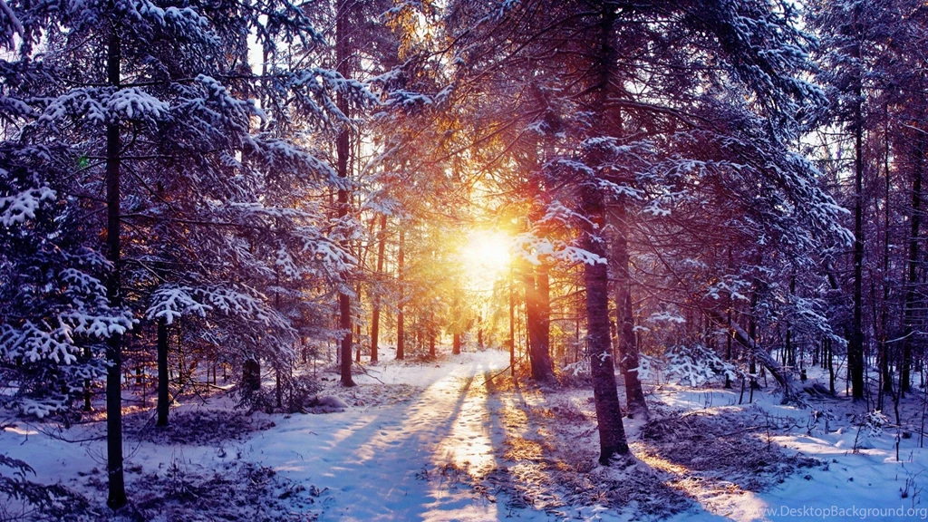 Download Wallpapers 3840x2160 Sun, Light, Trees, Forest, Bush, Snow ...