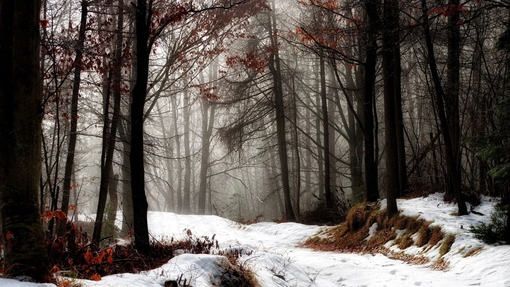 First Snow HD Wallpapers HD Wallpaper Backgrounds Of Your Choice