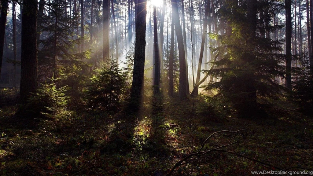 Sunlight_in_the_woods_825.jpg