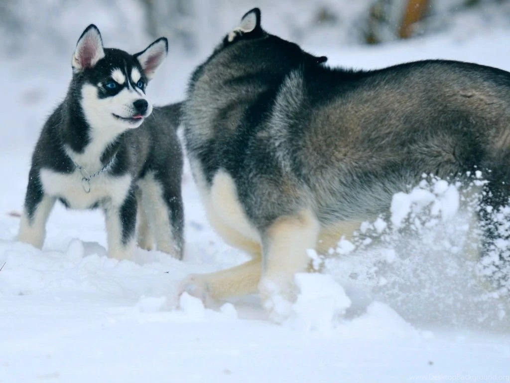 Siberian Husky Dog With Blue Eyes 1024x768 The Dog Wallpapers ...