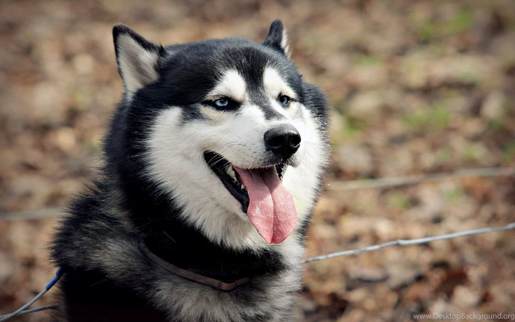 Husky Photography ID: 21444