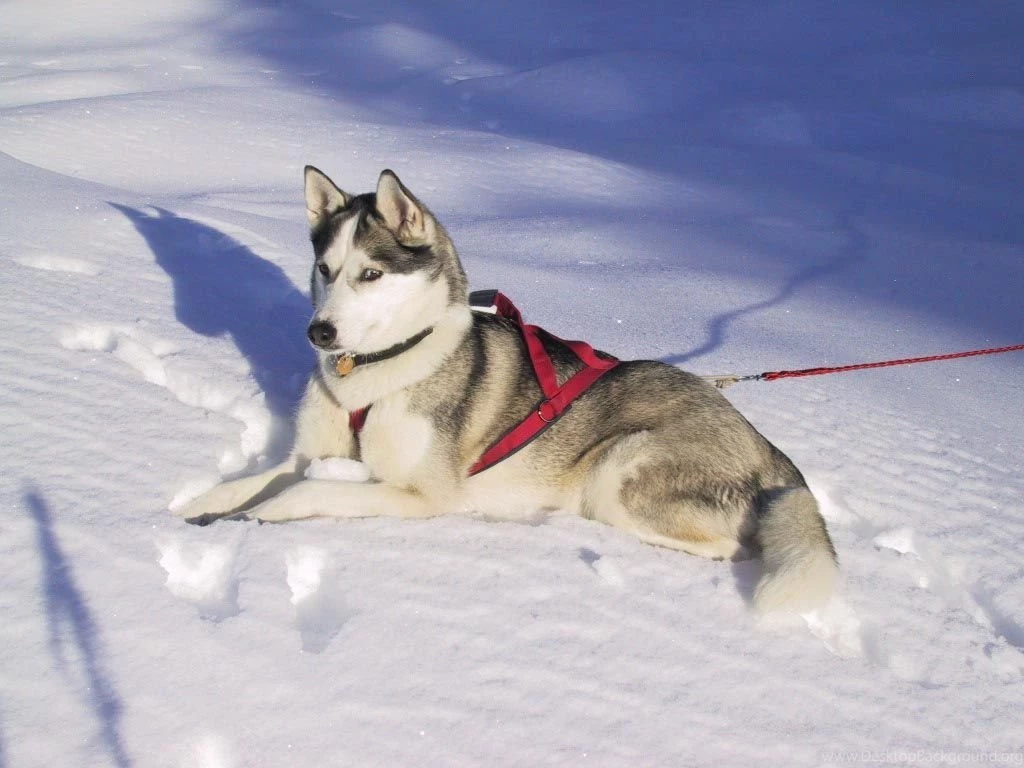 Siberian Husky Winter Dog Wallpapers Normal The Dog Wallpapers ...