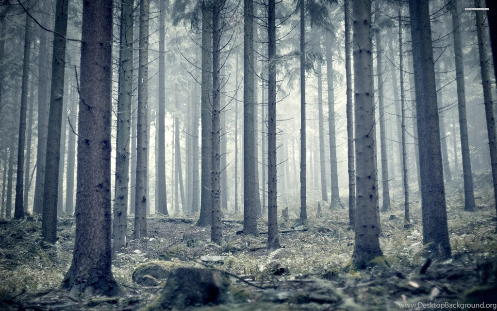 Trees In The Woods Wallpapers