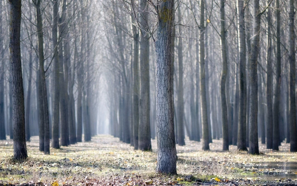 Serbia Woods Wallpapers 17042   World Wallpapers   Landscape Scenery