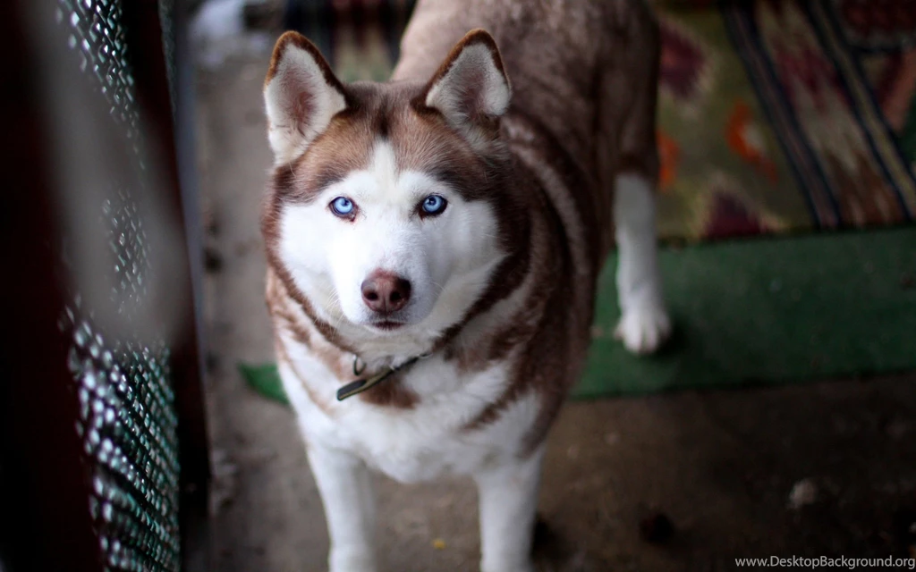 Top Dog Eyes Wallpaper Images For Pinterest
