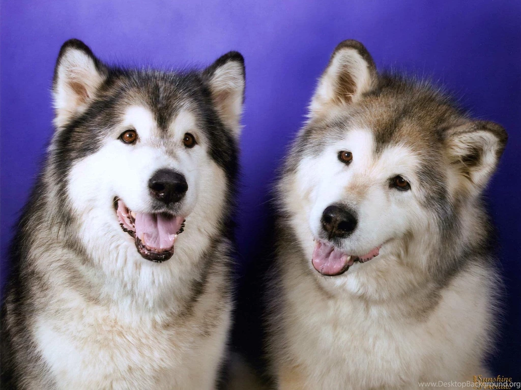 Dogs Siberian Huskies PowerballForLife