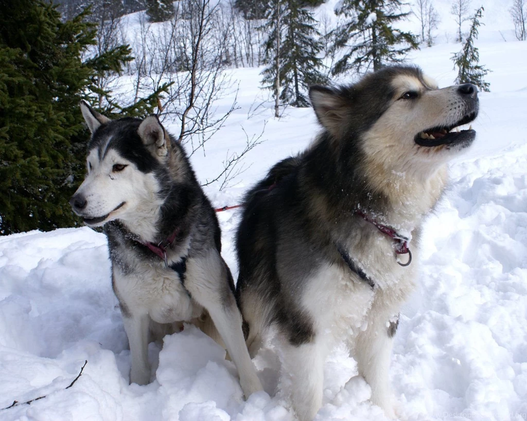 Siberian Husky Dogs In The Snow Photo And Wallpaper. Beautiful ...