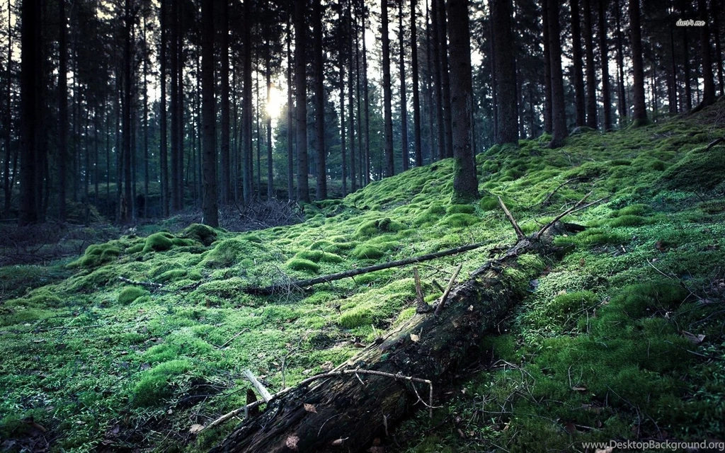 Fallen Tree In The Woods Wallpapers   Nature Wallpapers