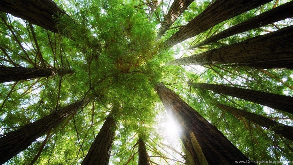 Top View Of Woods HD Wallpapers Screensavers