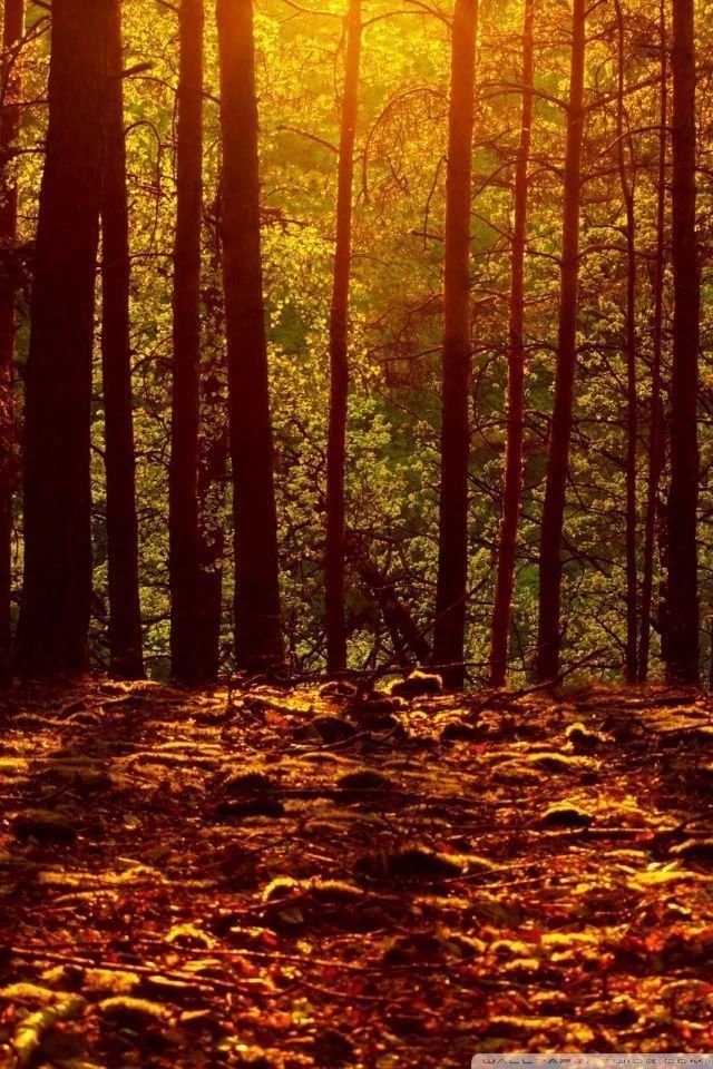 Woods HD Desktop Wallpapers : High Definition : Fullscreen : Mobile ...