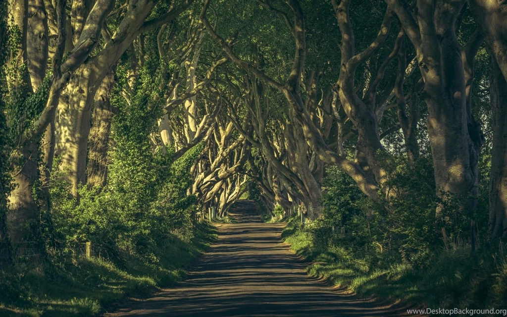 Deep Woods Road Plants Grass Wallpapers