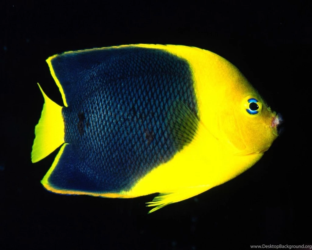 1280x1024 Yellow And Black Desktop PC And Mac Wallpapers