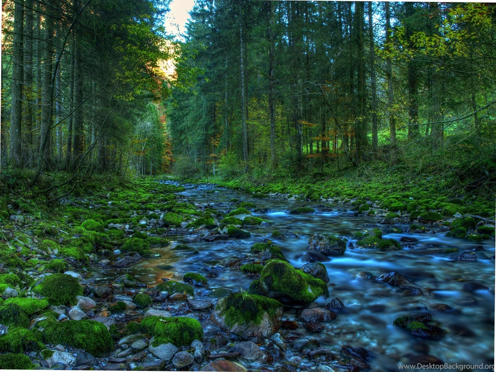Spring Brook In The Woods Wallpapers And Images Wallpapers ...