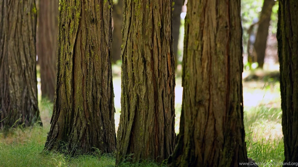 Yosemite_woods_674.jpg