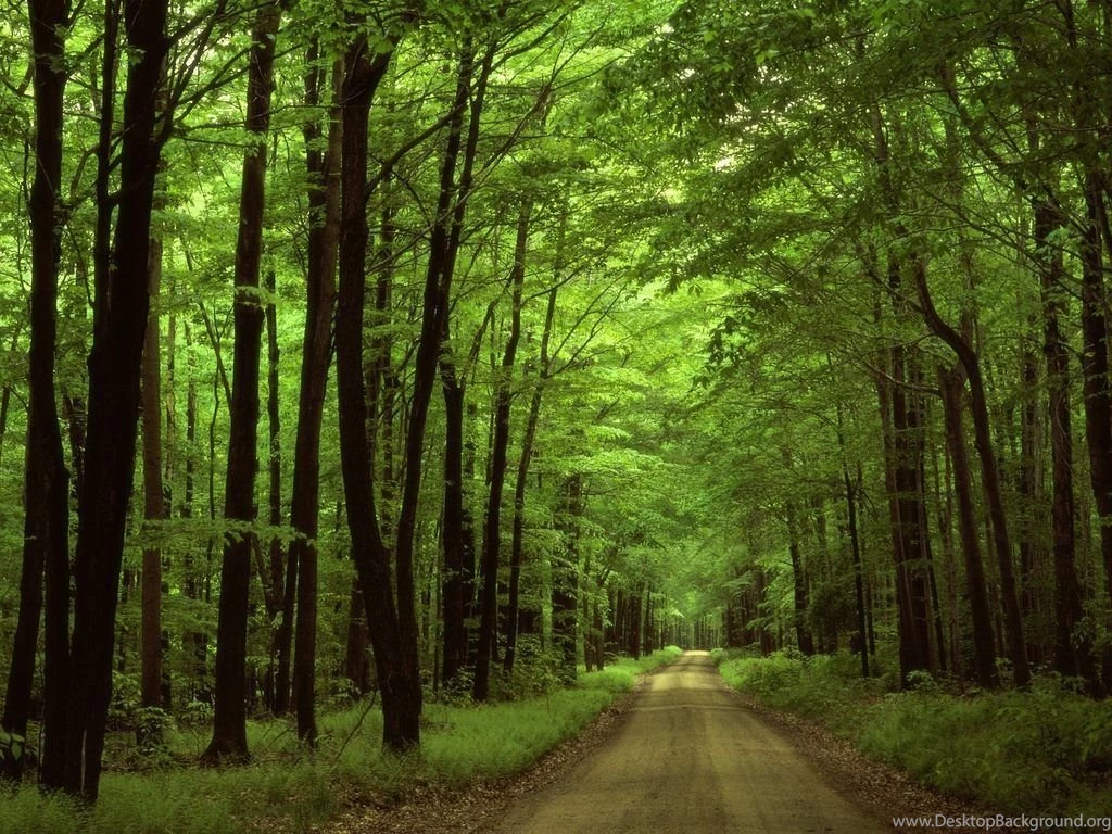 Woods Road In Forest Wallpapers