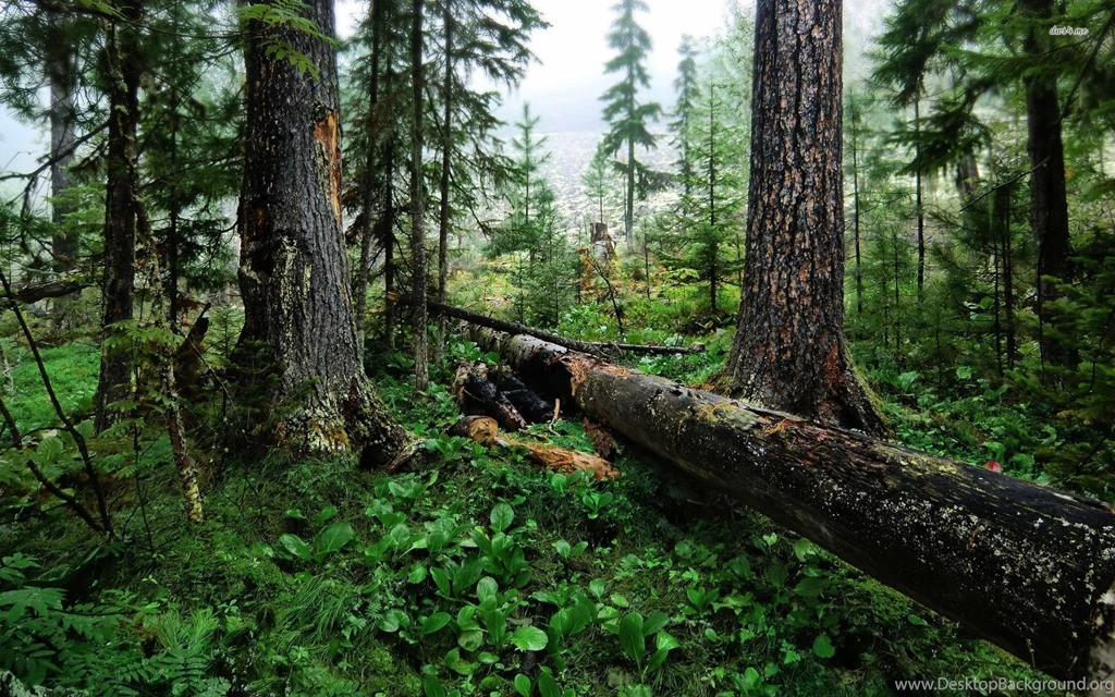 Fallen Tree In The Woods Wallpapers   Nature Wallpapers