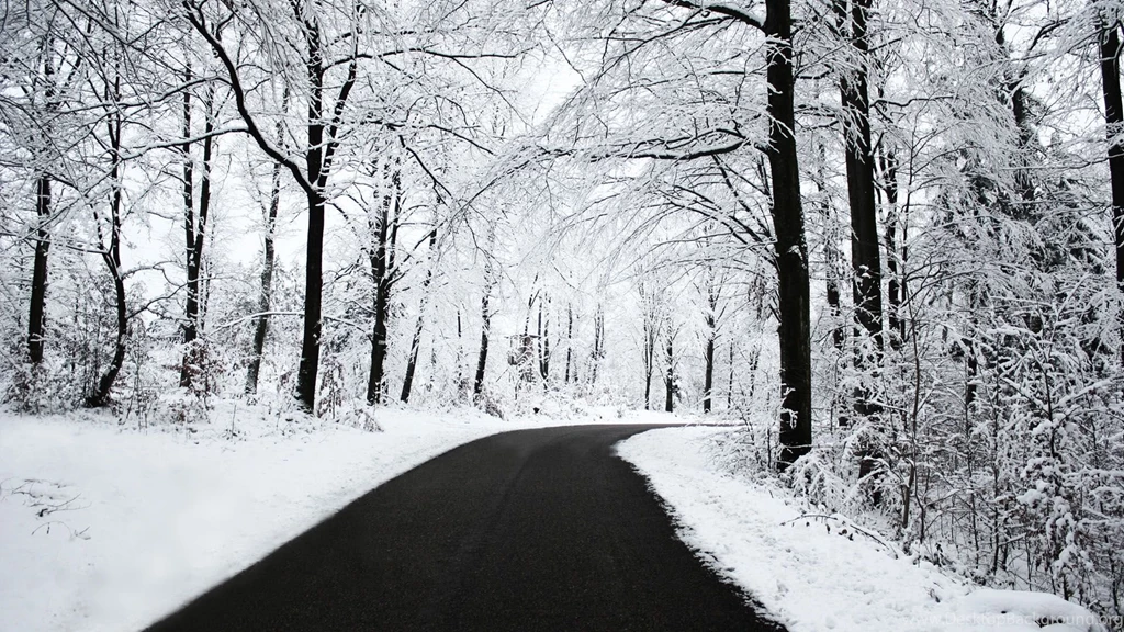 Woods, Wallpaper, Web, Snowy, Through, Backgrounds, Desktop (