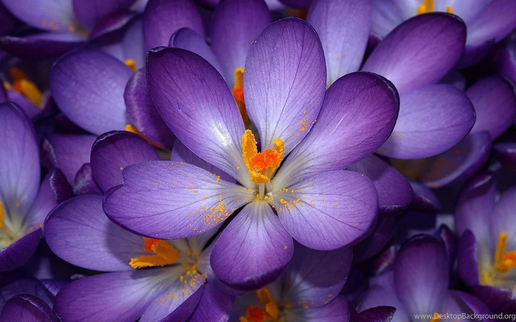 HD Wallpapers 1080p Purple Cosmos Flower 9.jpg