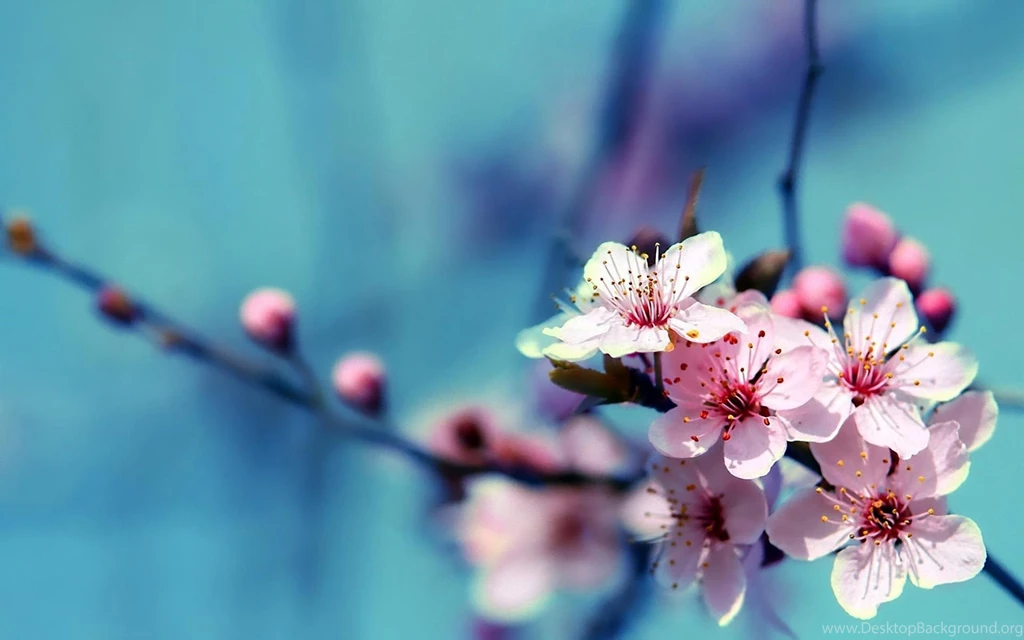 HD Flowers Wallpapers 1080p.jpeg