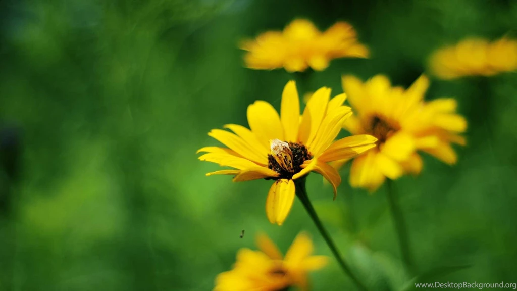 Yellow summer flowers HD wallpaper 1080p.jpg