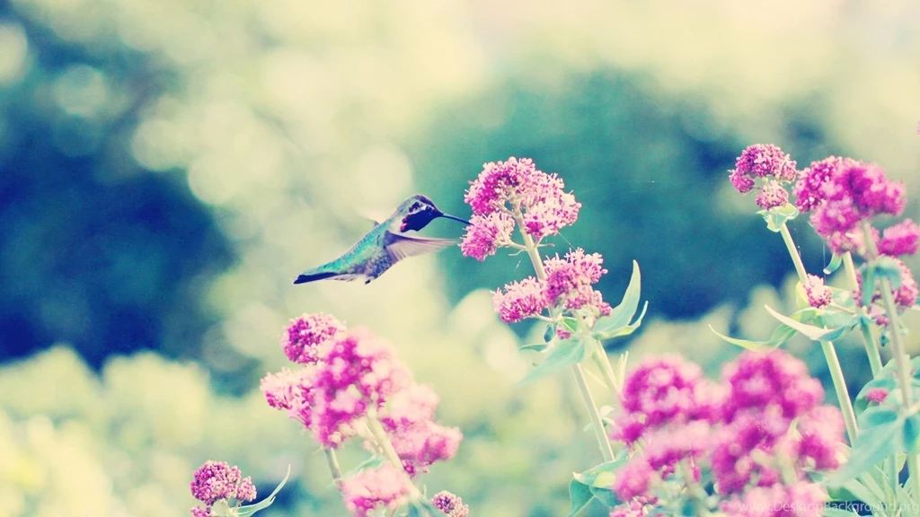 Download Wallpapers 1920x1080 Hummingbirds, Birds, Flowers ...