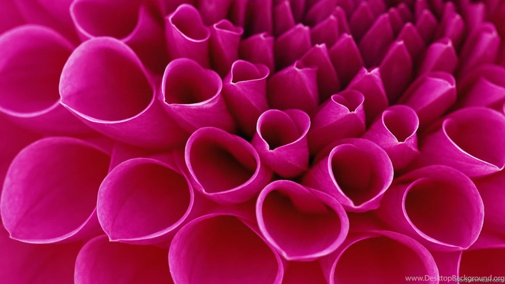 Full HD Flowers Wallpapers