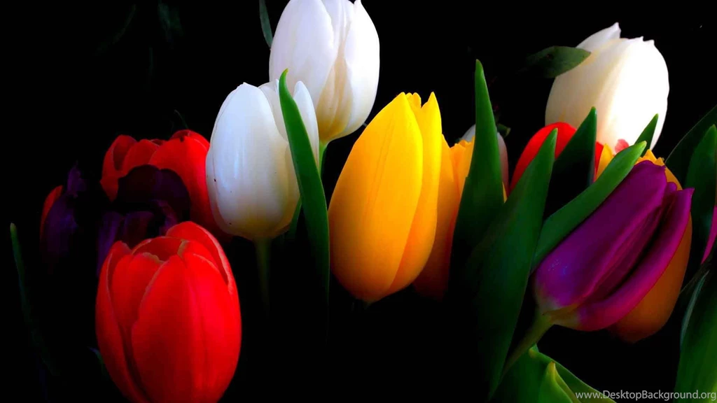 HD Wallpapers 1080p Tulips.jpg