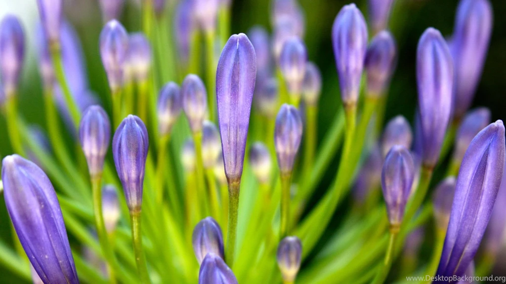 Purple 1080p Flower Wallpapers