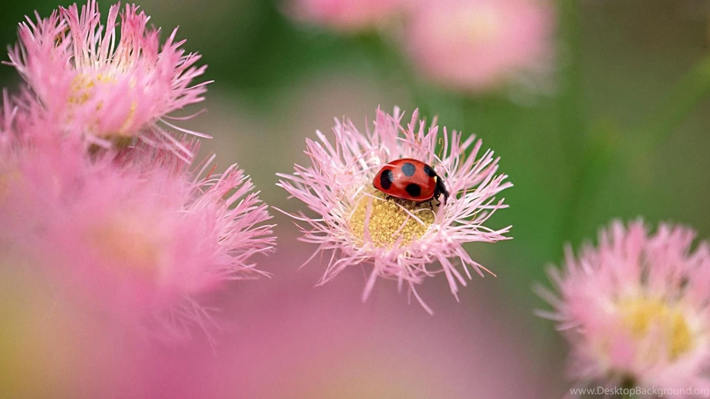 Lady Bug And Flower 1080p HD Wallpapers